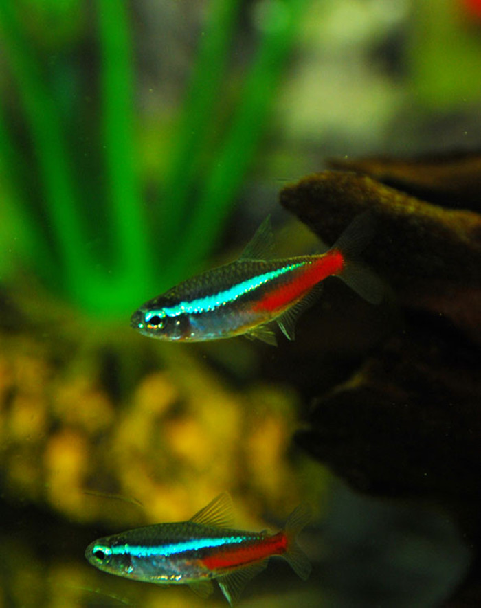  p>霓虹灯鱼又被称为 a target="_blank" href="/item/红绿灯鱼