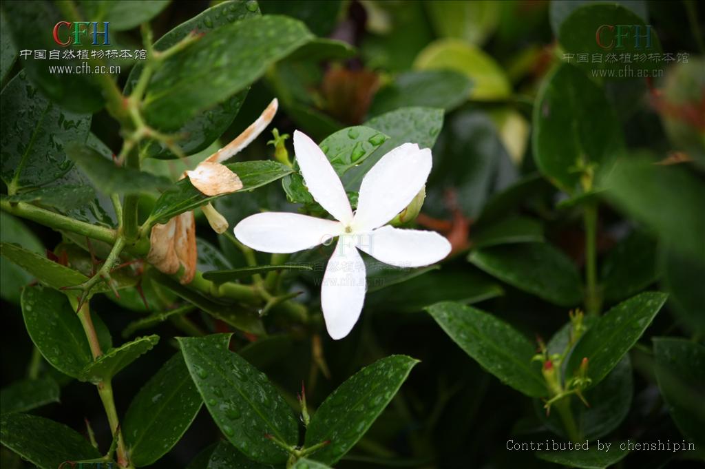  p>假虎刺(学名:carissa spinarum)是 a target="_blank" href="/item