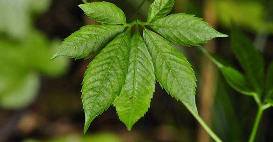 hemsleya zhejiangensis