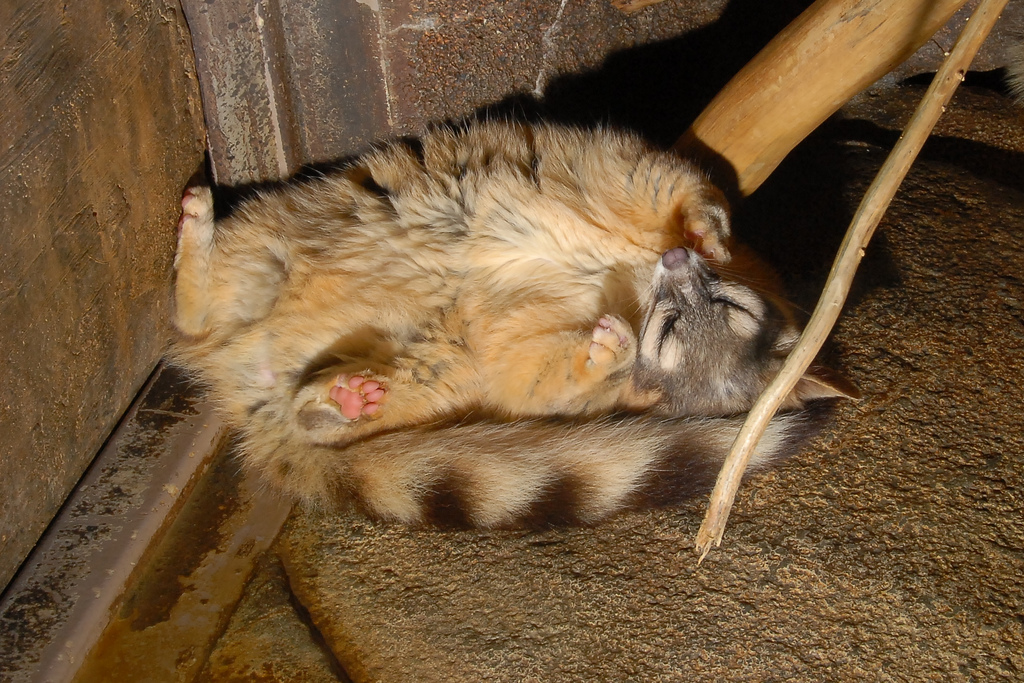  p>中美蓬尾浣熊(学名: i>bassariscus sumichrasti /i>).