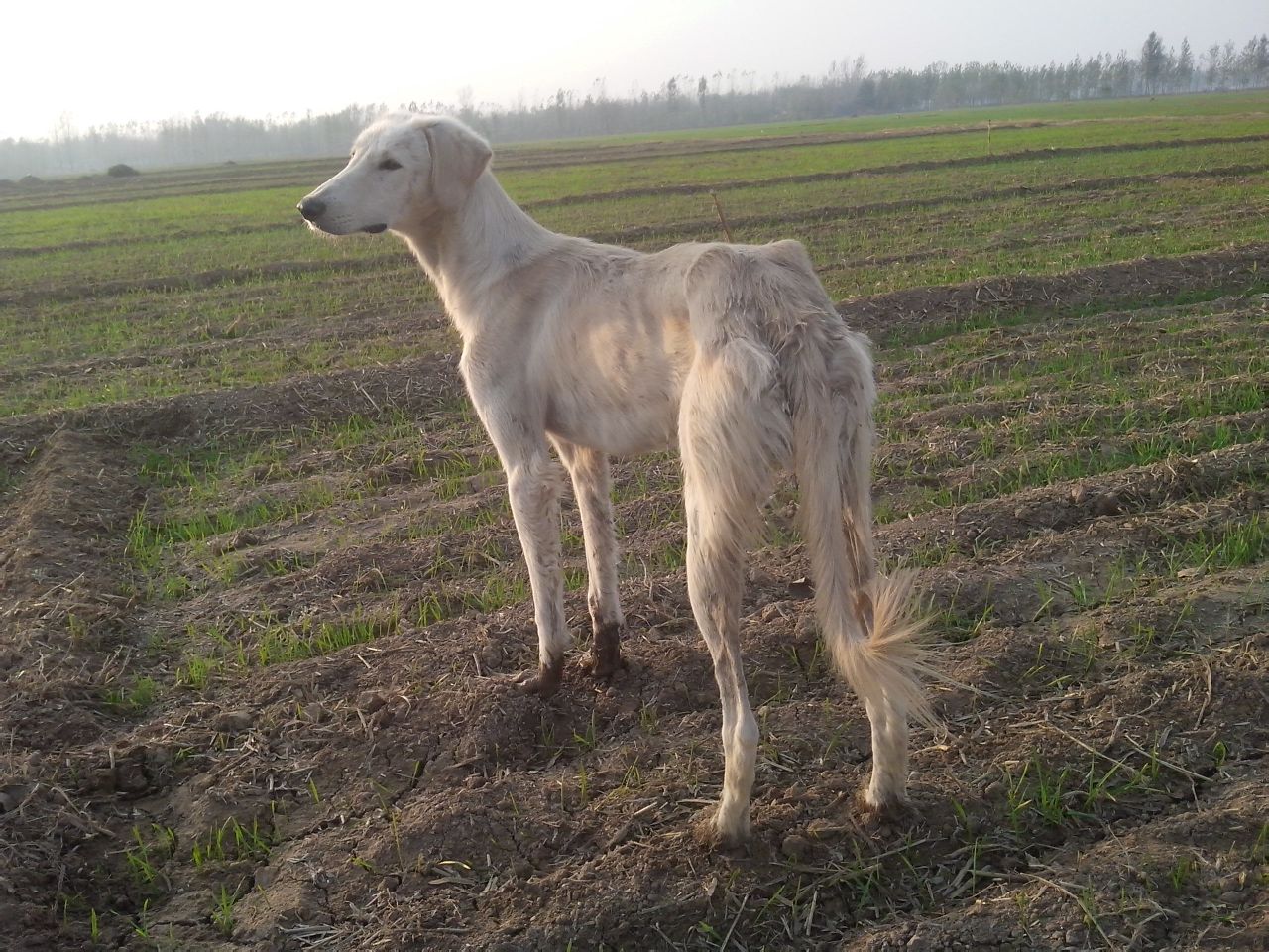  p>山东细犬即山东猎犬也叫山东细狗,产于山东的 a href="#" data