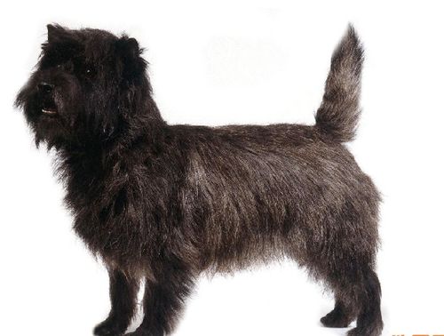 体型比较小,肌肉发达,比较强壮;头部宽短,毛发浓密,鼻镜为黑色;双眼的