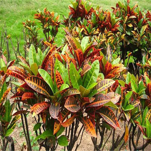 变叶木海南个体