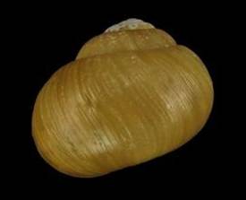 红粉缘尖巴蜗牛