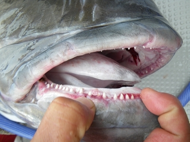  p>大久保幸三(1969年10月1日-)日本 a href="#" data-lemmaid="