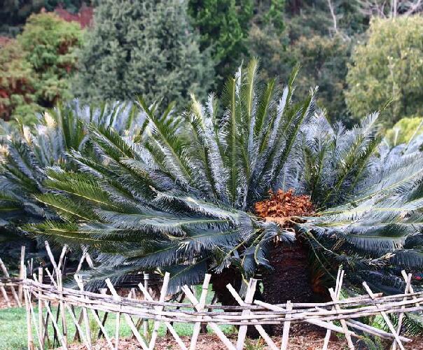 yang)是苏铁科苏铁属植物,棕涧状常绿植物,高1-2.