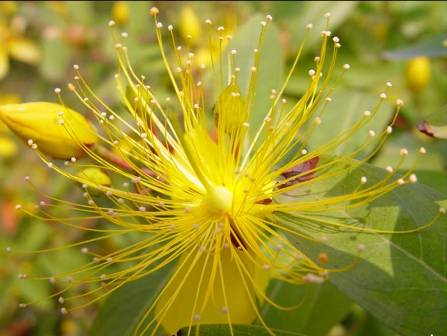 >雄蕊 /a>的一部分,雄蕊原基经细胞分裂,分化而来,其顶端膨大成为花药