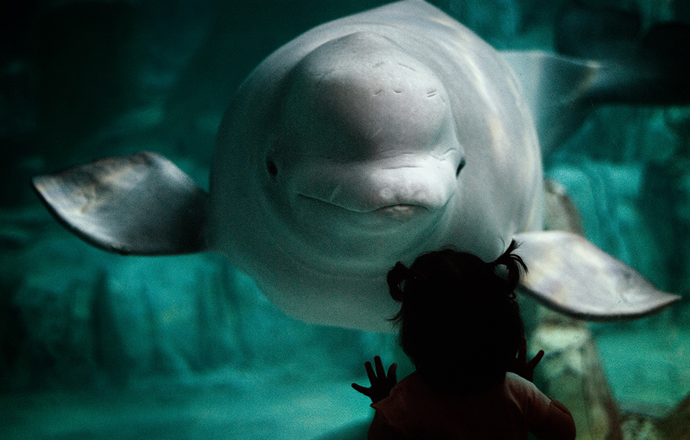  p>白鲸,学名: i>delphinapterus leucas  /i>(pallas,1776), a