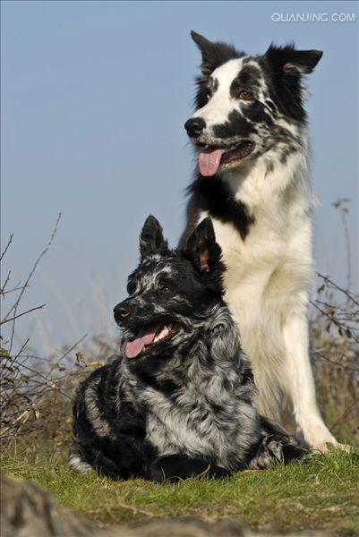 牧羊犬