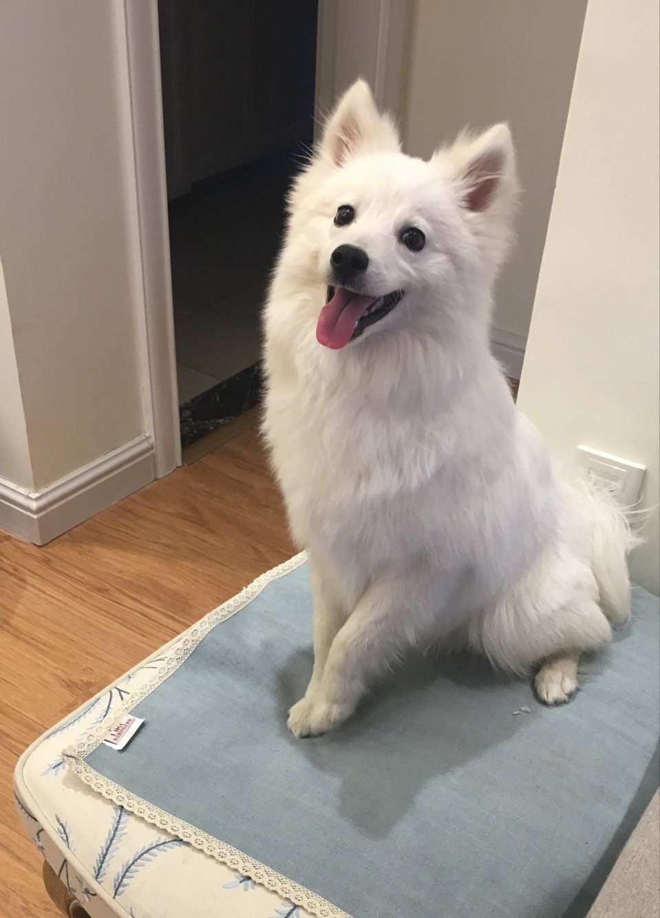  p>银狐犬,又名日本丝(绒)毛犬, a target="_blank" href="/item/日本