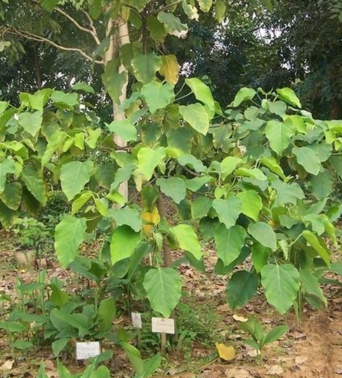  p>黄桐属( a target="_blank" href="/item/学名/8074290" data