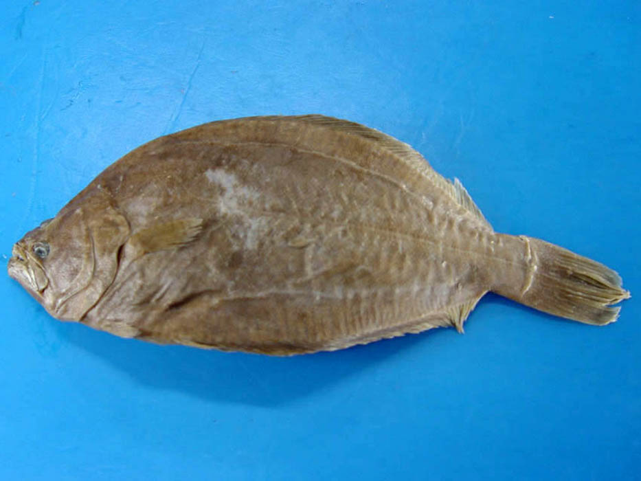 比目鱼,平目,左口,圆眨,酒瓶,偏口鱼,比目鱼,牙鳎,高眼,鲆等
