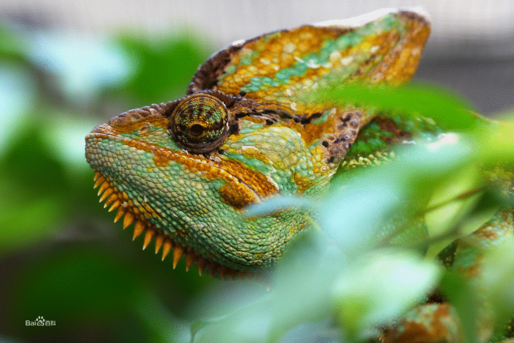  p>高冠变色龙是变色龙的一种,因为头上高耸的 a target="_blank"