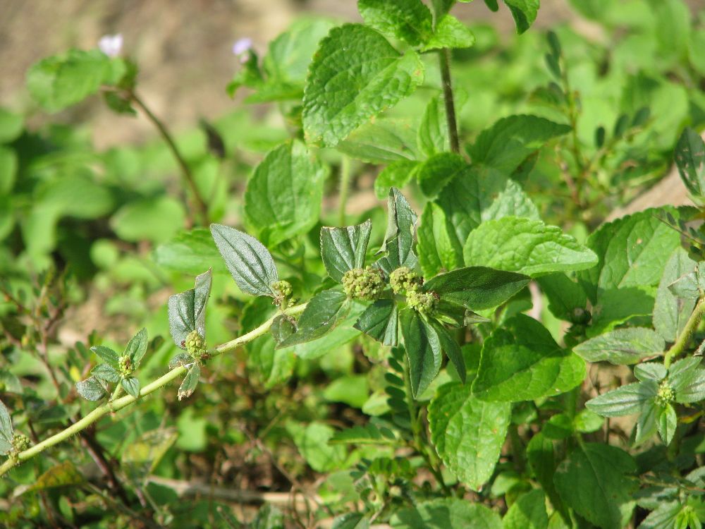  p>飞扬草,中药名.为大戟科植物飞扬草的干燥全草.