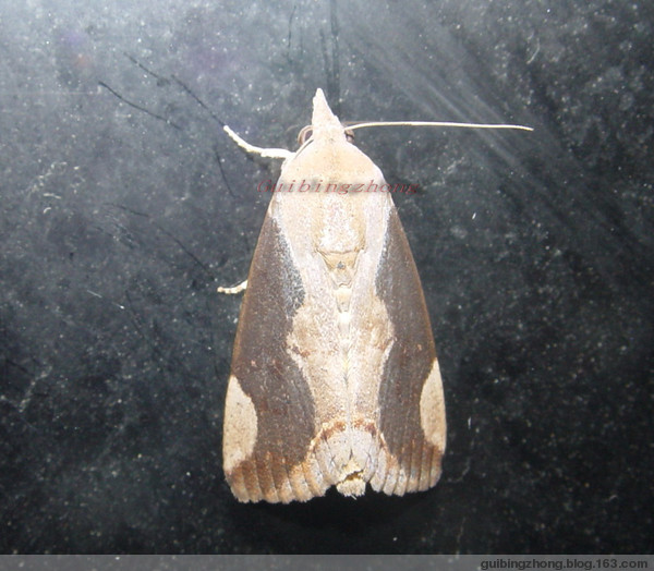  p>昆虫名,属鳞翅目,夜蛾科.
