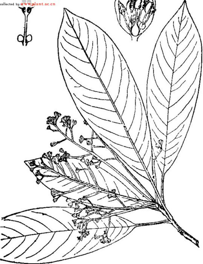 山润楠