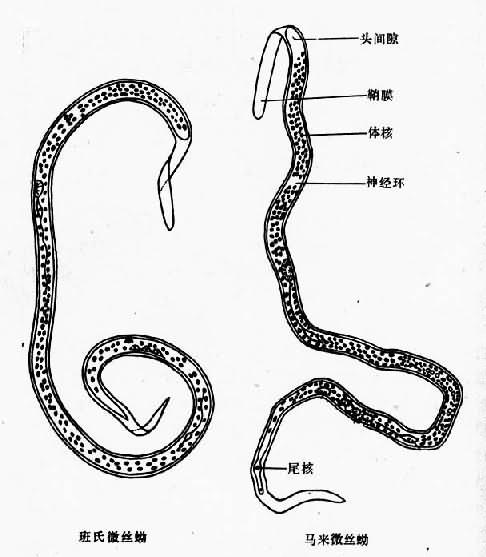  p data-id="gnwfb4l4ui">微丝蚴(microfilaria)是指丝虫的第一期幼虫
