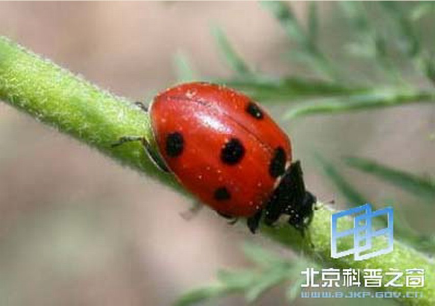菱斑食植瓢虫