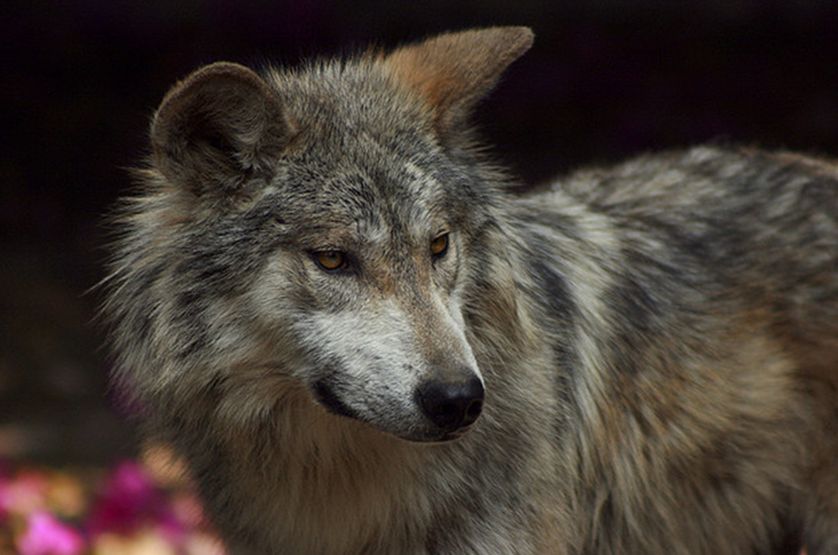  p>墨西哥狼(学名: i>canis lupus baileyi /i>)是 a href="#" data