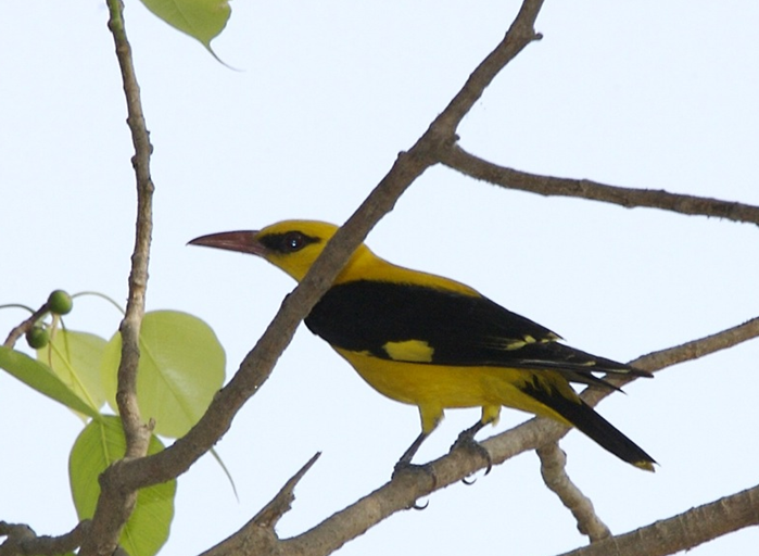 eurasian golden-oriole