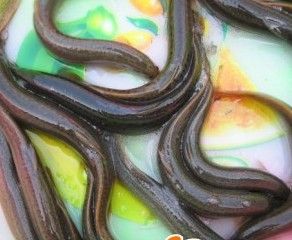  p>黑体高原鳅, i>triplophysa obscura  /i>(x. t.