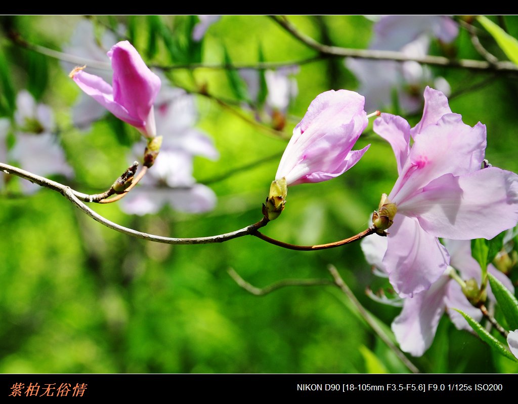 阳雀花