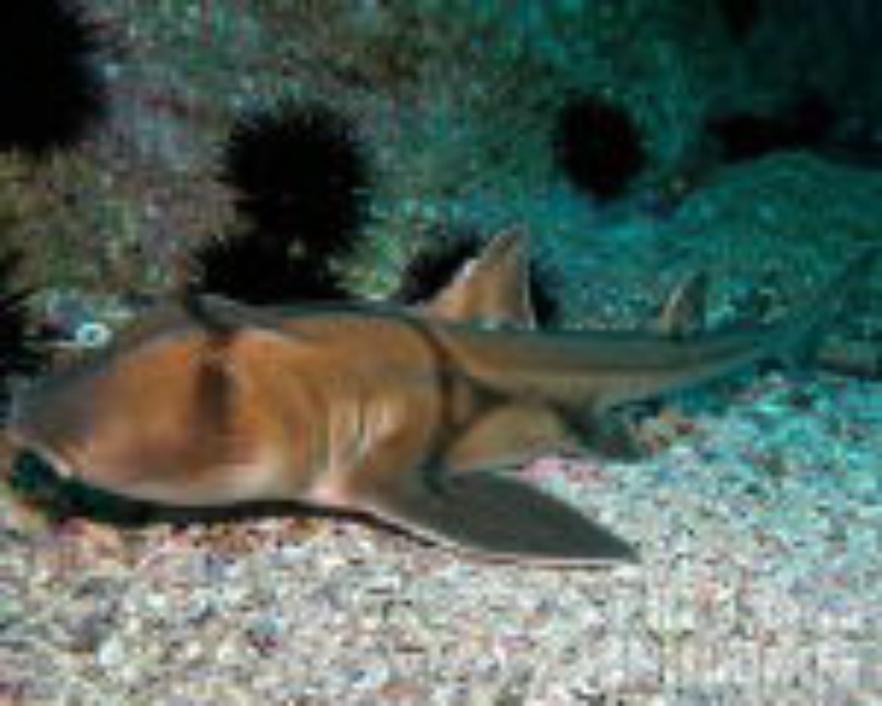  p>眶崤虎鲨(学名:heterodontus galeatus)是 a href="#" data-lemma