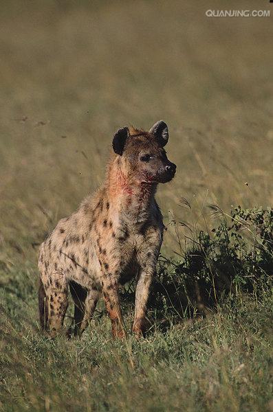  p>斑鬣狗(学名: i>crocuta crocuta /i>):又名斑点鬣狗,体长约95-160