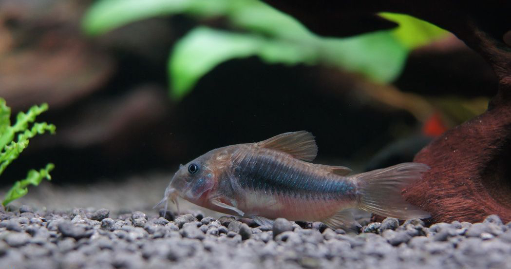 id="tj0m5b1qdl9y">咖啡鼠是鲇形目美鲇科兵鲇属鱼类,又称青铜鼠鱼