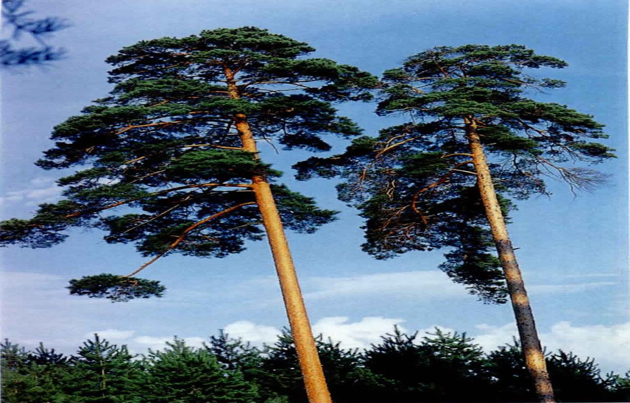 pinus syluestriformis