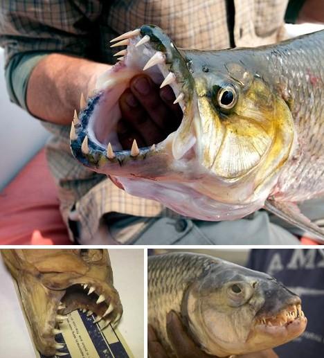 data-lemmaid="3383067">非洲虎鱼 /a>,巨型水虎鱼非常凶猛,嘴巴上长