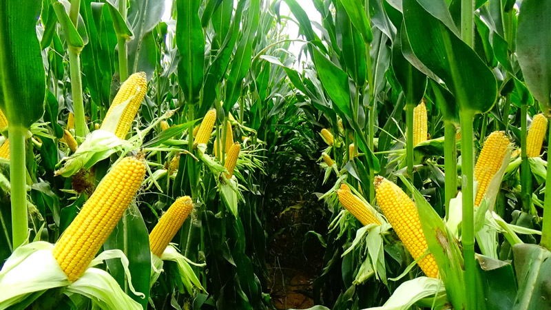 玉米青贮