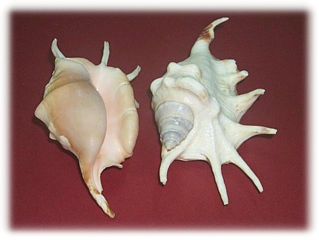 lambis lambis lambis