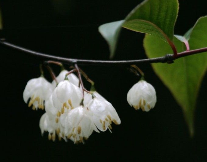 别名假杨桃,山杨桃,银钟树.