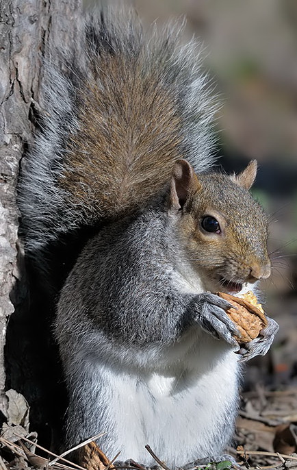 eastern gray squirrel