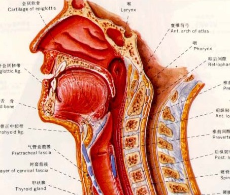 此筋膜与气管颈部之间借 a target="_blank" href="/item/疏松结缔