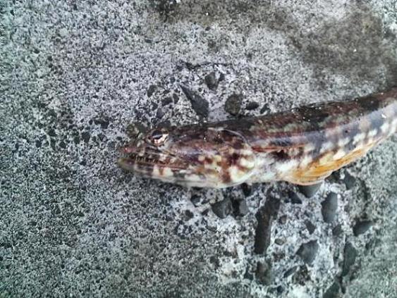  p>红斑狗母(学名:synodus ulae),又名红斑狗母鱼,狗母,为合齿鱼科狗