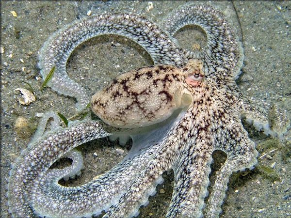 target="_blank" href="/item/软体动物">软体动物 /a>的通称