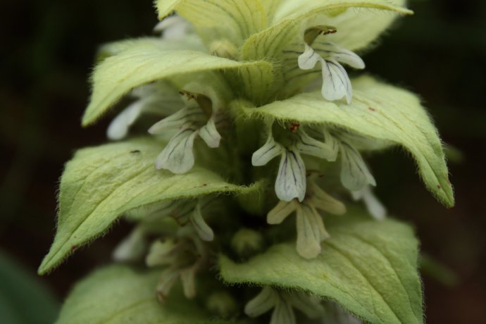 针筒菜(原变种)
