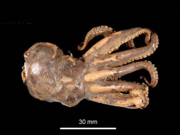  p>章鱼(octopus):为 a target="_blank" href="/item/章鱼科">章鱼科