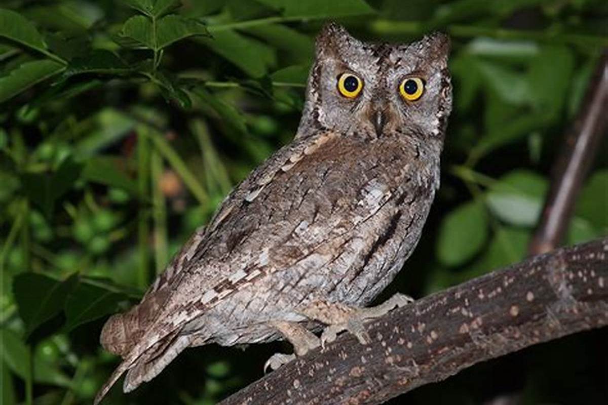 普通鸮华南亚种