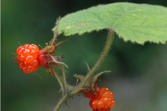 光秃绢毛悬钩子