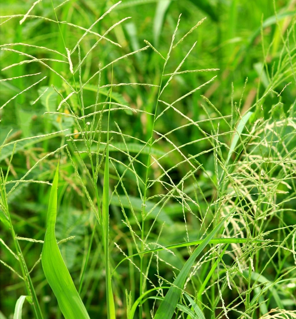 diplachne fusca (l.) beauv.