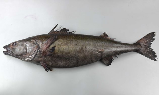  p>裸盖鱼(学名: i>anoplopoma fimbria /i>)是黑鲉科,裸盖鱼属鱼类.