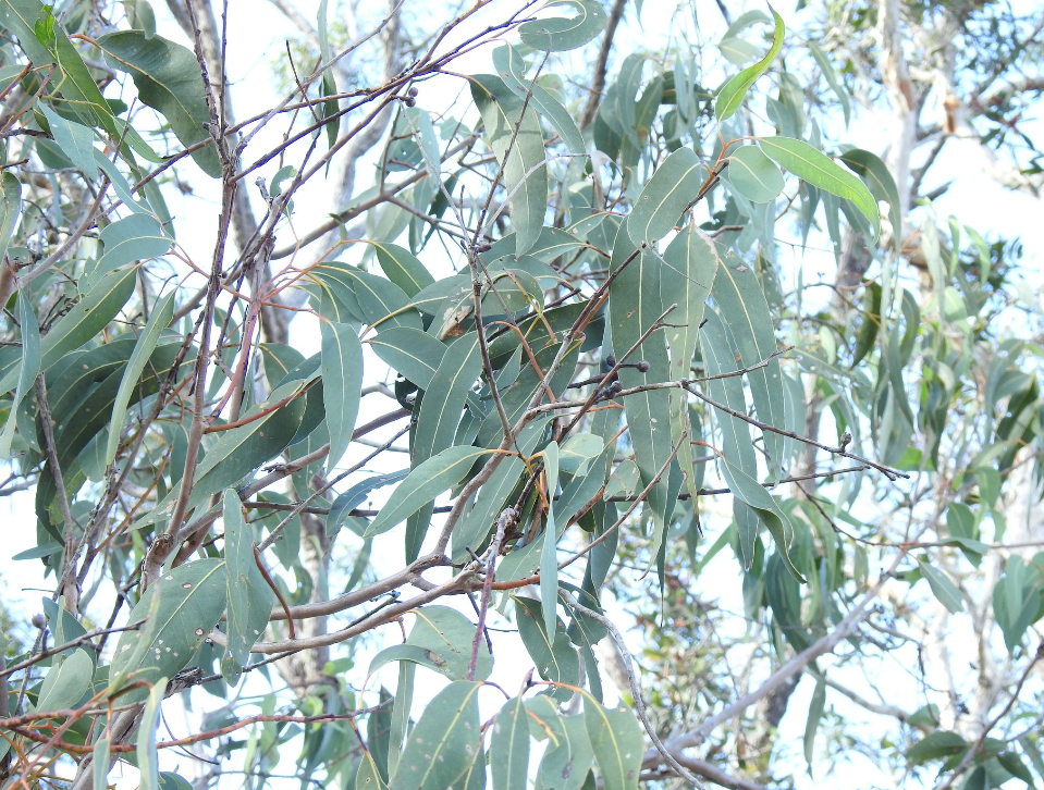  p>橙桉(学名: i>eucalyptus /i>  i>bancroftii /i> (maiden) maiden
