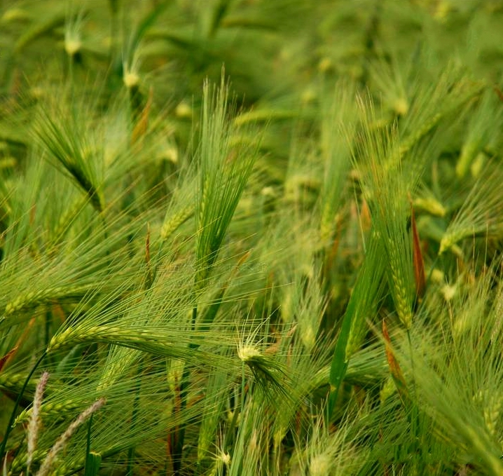  p>青稞(学名: i>hordeum vulgare /i> l. var.  i>nudum /i> hook.f.