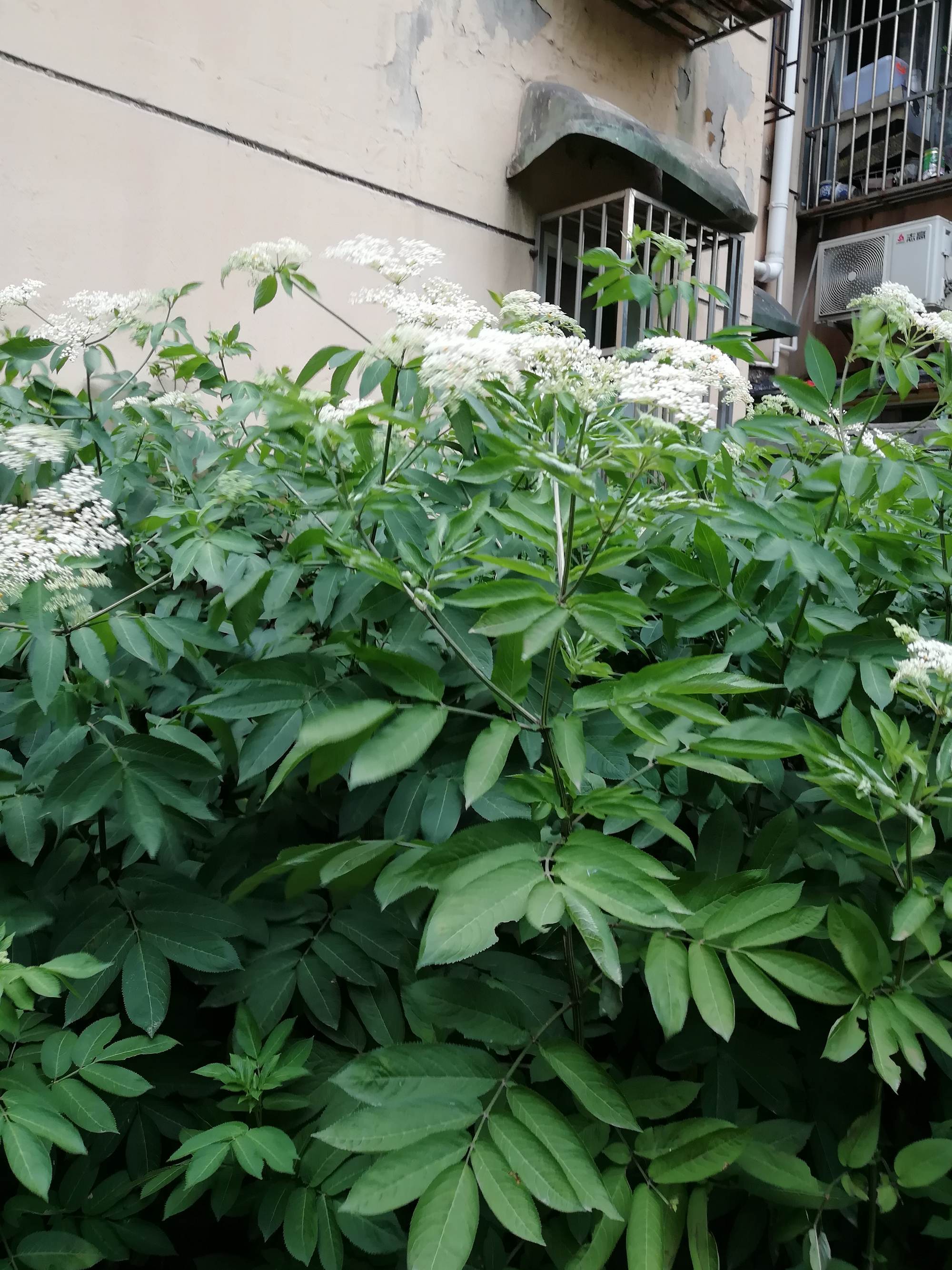 接骨草