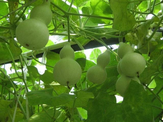 hara)是 a target="_blank" href="/item/葫芦科/1904584" data-le