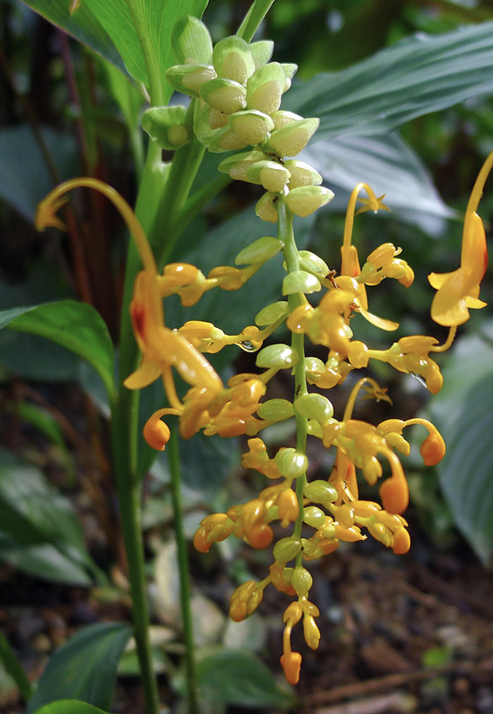 是姜科,舞花姜属植物.