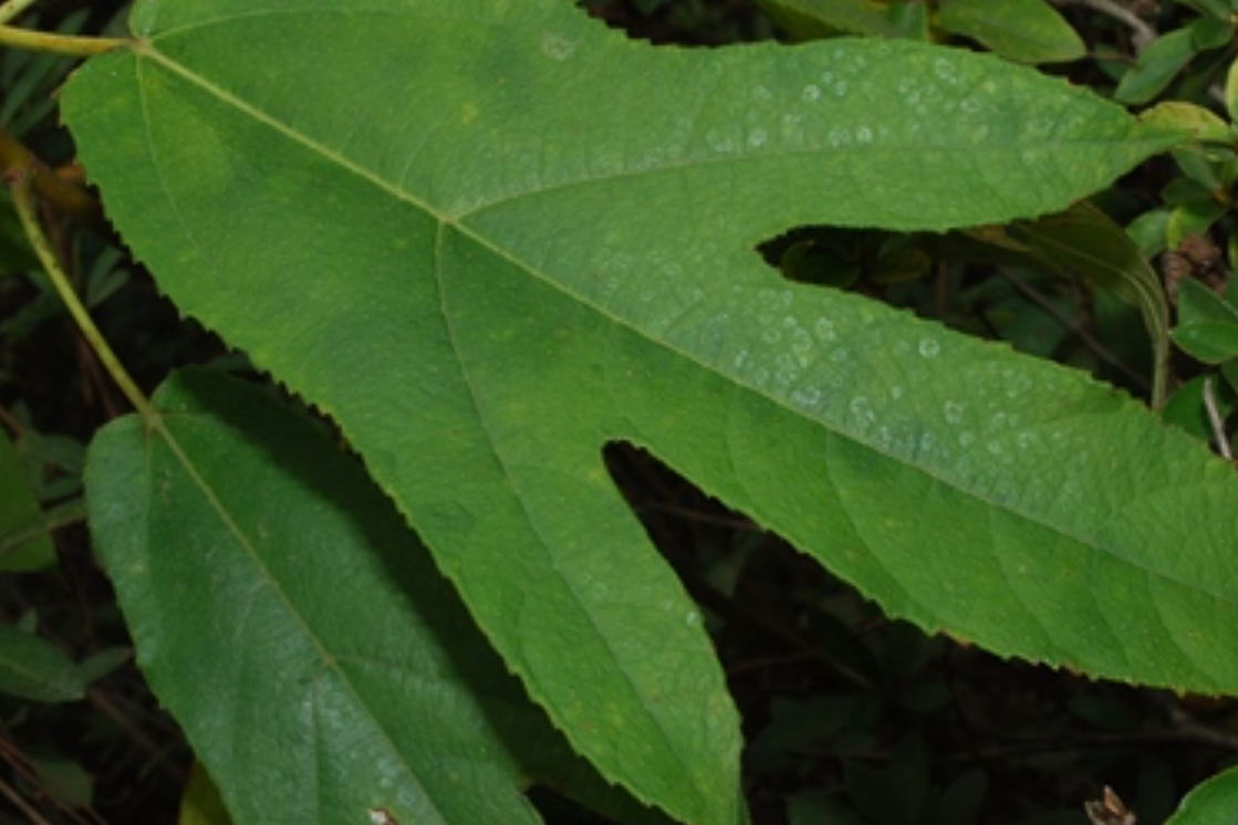 广东人挚爱的煲汤药材——粗叶榕_百科TA说